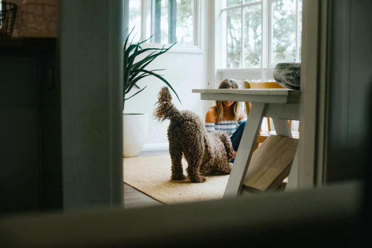 5 Reasons to Do an In-Home Pet Photo Shoot