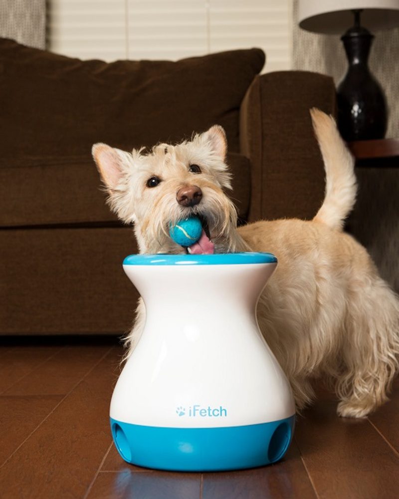 Small dog dropping a ball into the iFetch automatic ball launcher during an indoor play session.