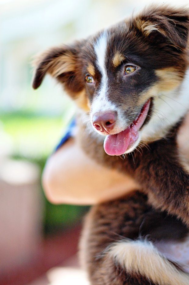 How to Puppy Proof Your Home