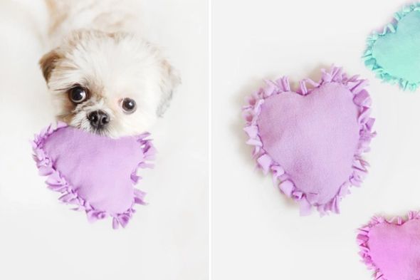 Small white dog holding a purple heart-shaped fleece toy beside more colourful heart toys.
