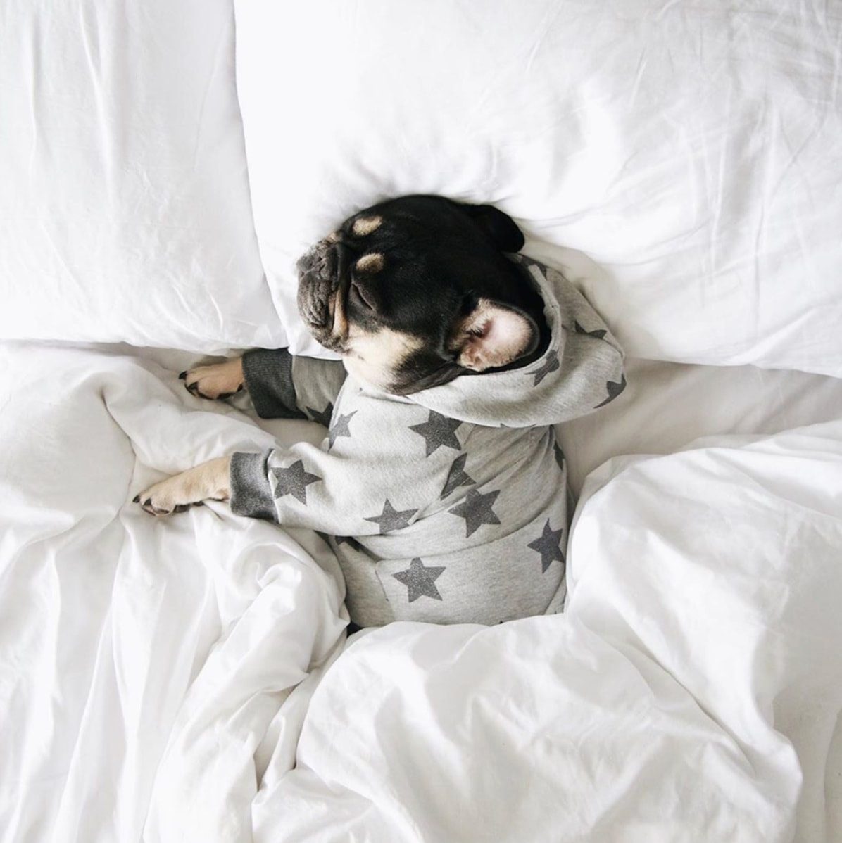 Sleeping French Bulldog wearing a grey star hoodie on white bedding from a Black-owned pet apparel brand.