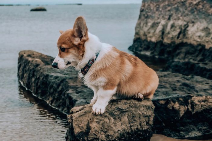 What Is a Cowboy Corgi? Everything You Need to Know