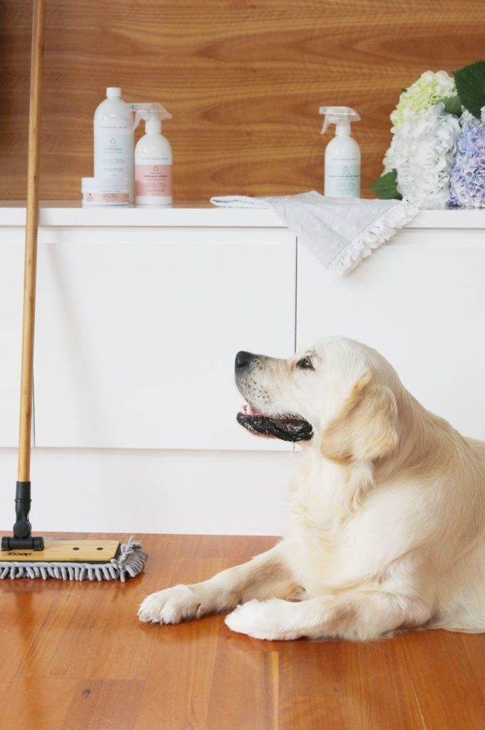 Your Ultimate Guide for Cleaning with Pets