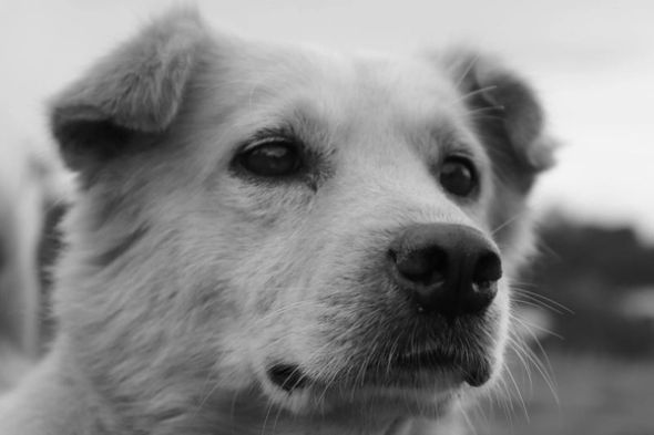 Close-up black-and-white portrait of a fluffy dog gazing at the camera.
