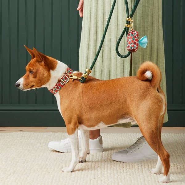 The Foggy Dog Leashes