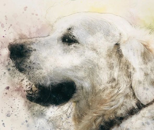 Watercolour-style close-up portrait of an elderly white dog with a grey muzzle and closed eyes.