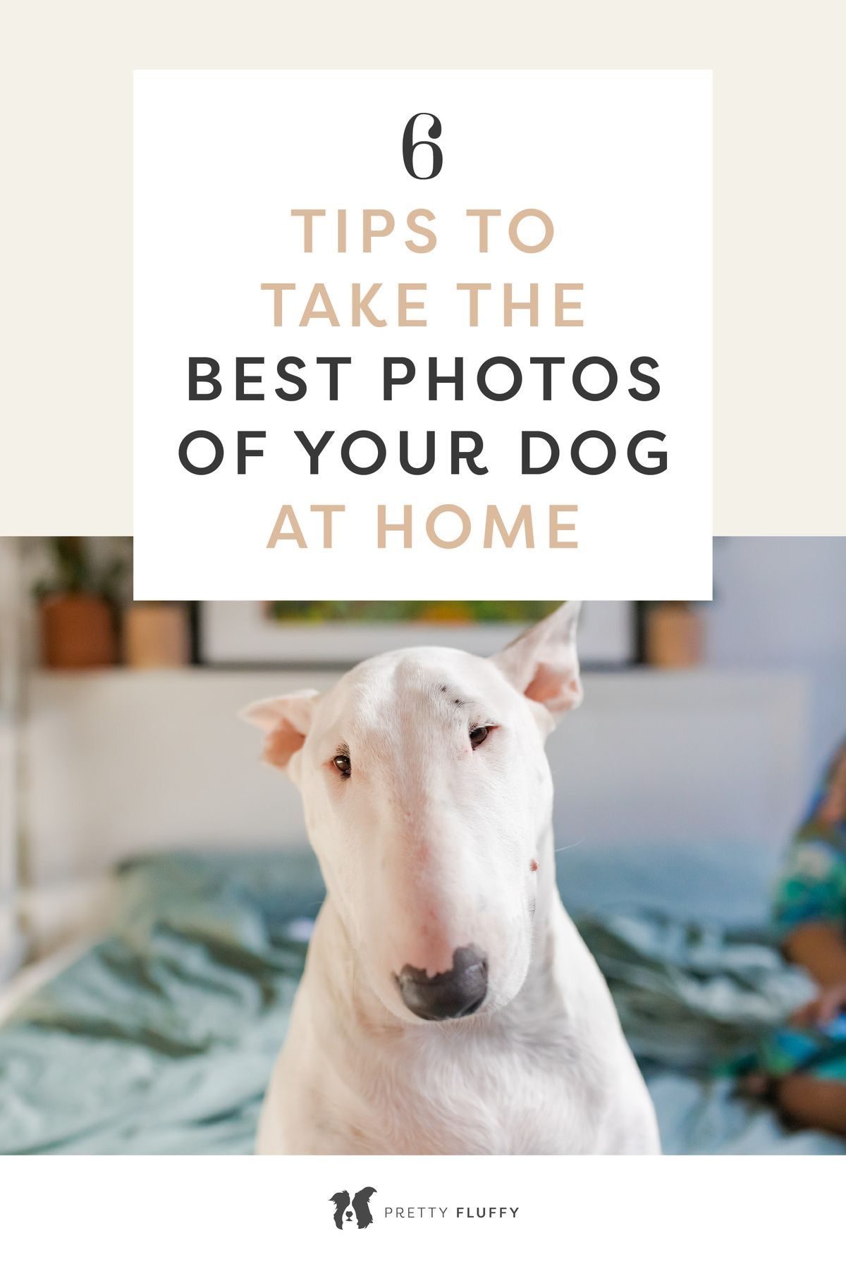 A white Bull Terrier sitting on a bed and looking closely at the camera.