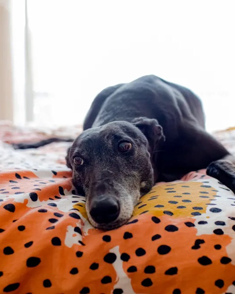 Lemon the rescue greyhound