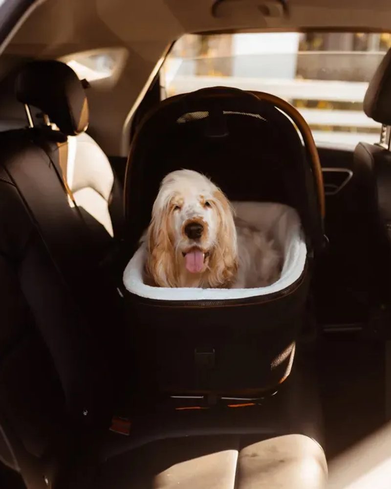 Tavo Pet Stroller Review: Maeve + Roscoe 3-in-1 Pet Protection System