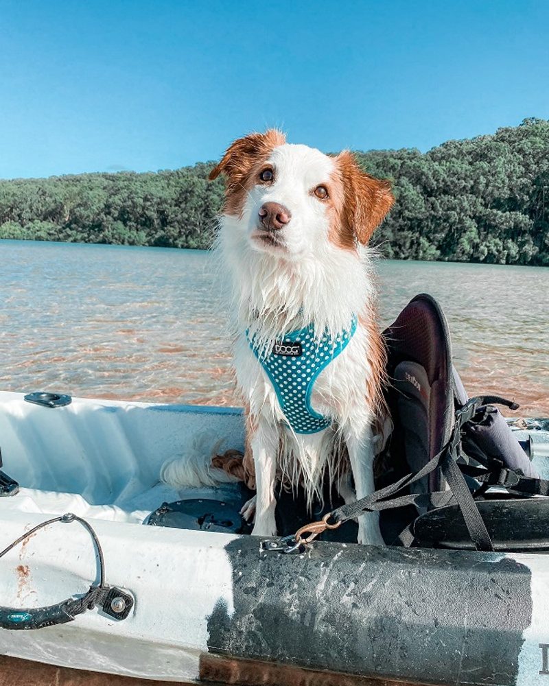 A look behind the scenes with lifestyle pet brand, DOOG and how they became one of the world’s leading brands for outdoor and active gear for dog owners.