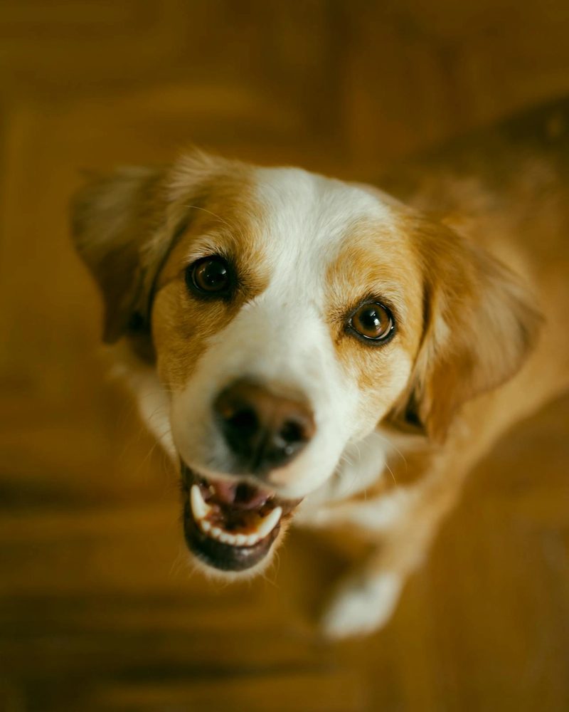 Do Dogs Ever Get Tired of Barking?