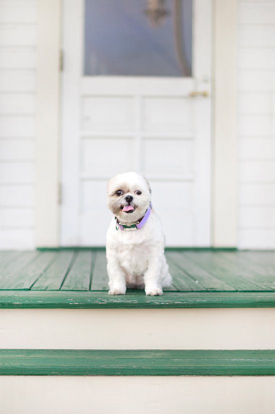 Small white dog with a short summer haircut sitting on a shady porch to keep cool in the summer heat.