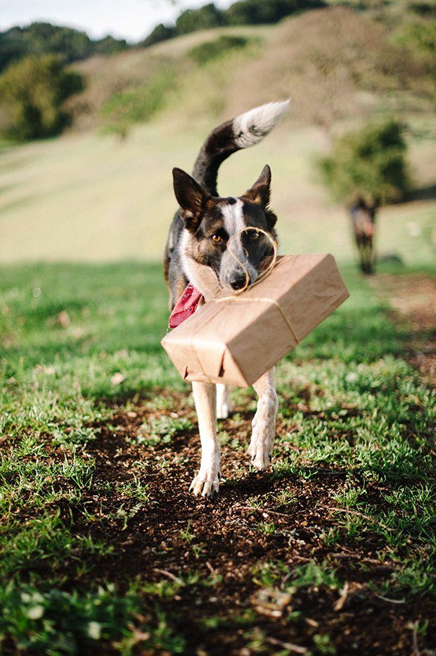 10 Tips for Themed Pet Photoshoot