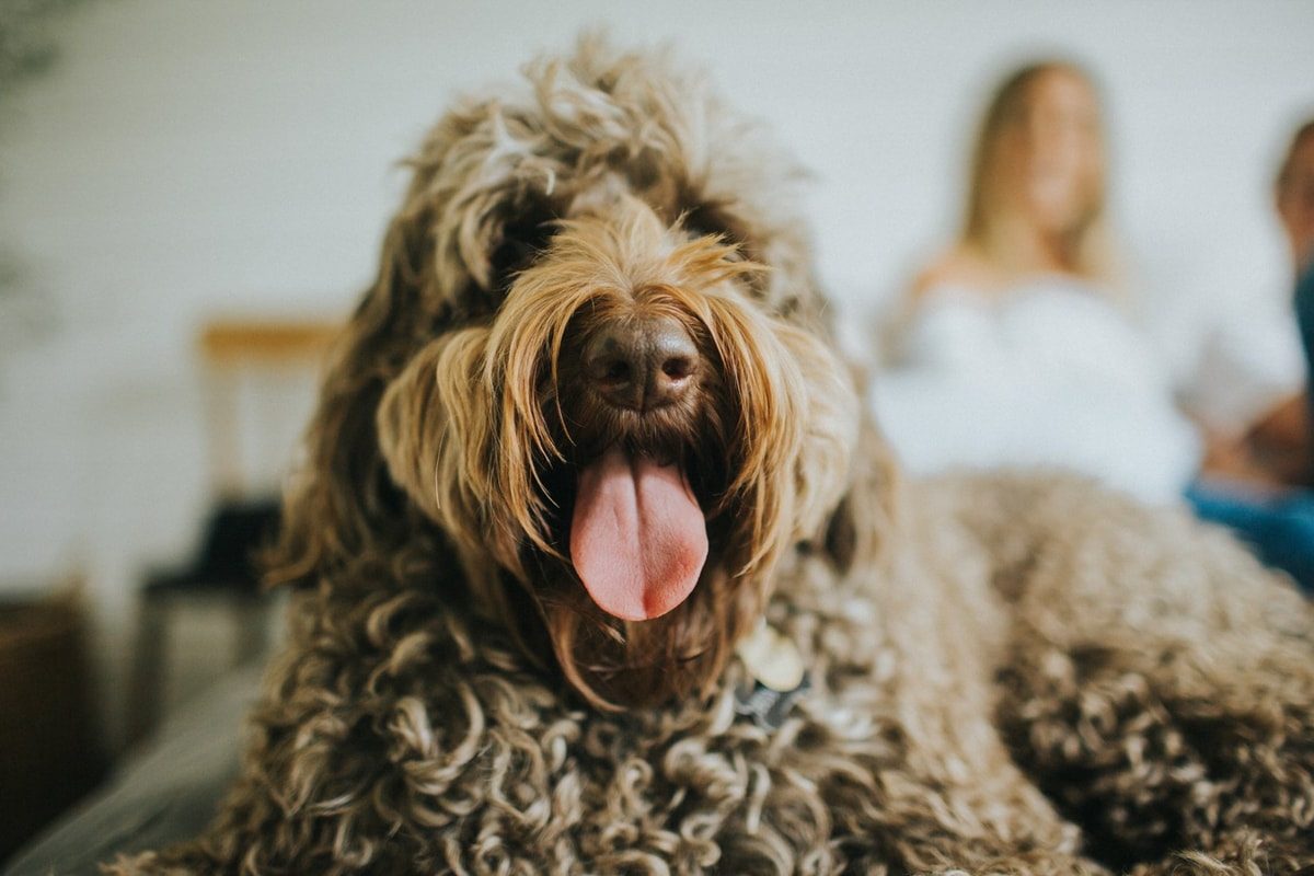 5 Reasons to Do an In-Home Pet Photo Shoot