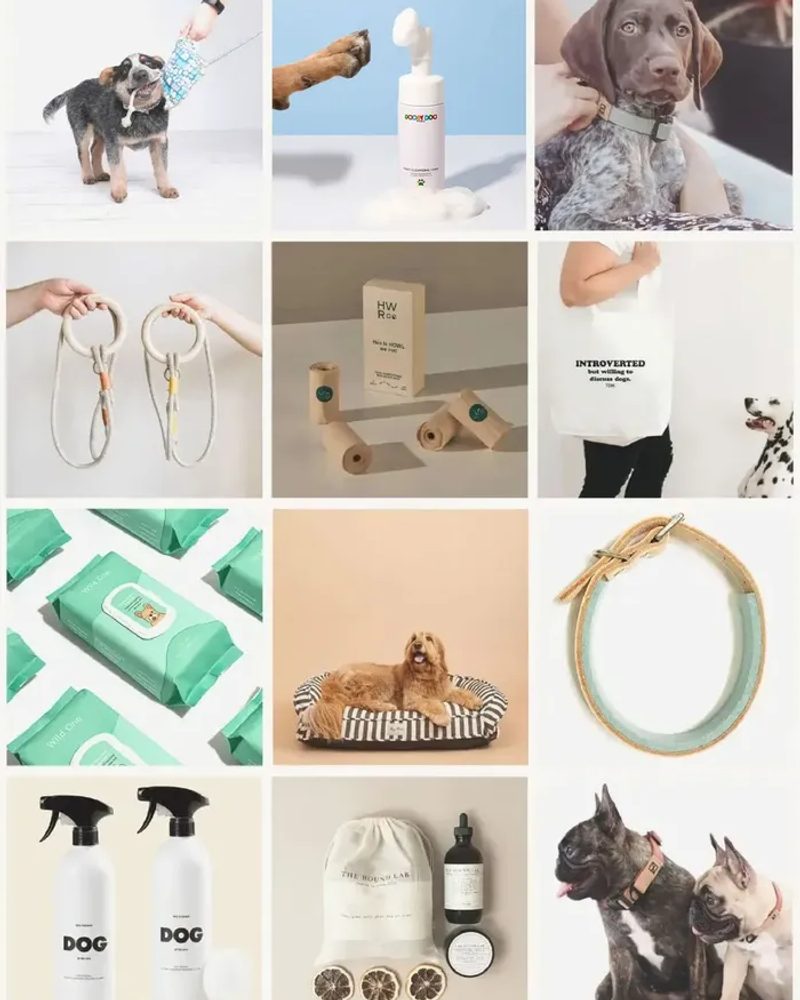 Eco-Friendly-Pet-Products-for-World-Environment-Day