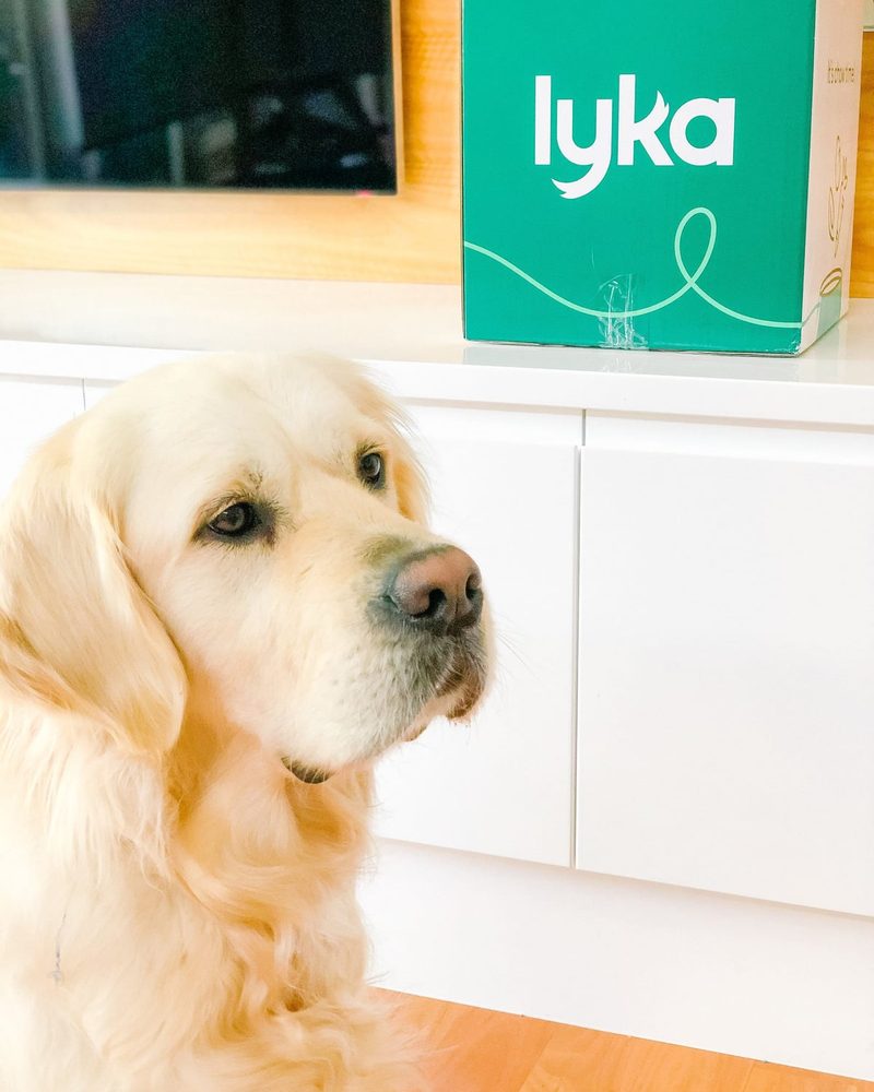 Golden retriever sitting beside a green Lyka pet food subscription box for a product review.