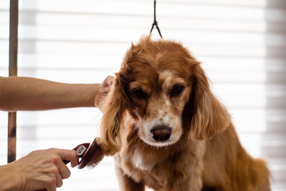 A person gently brushes the long golden fur of a cocker spaniel during a grooming session.