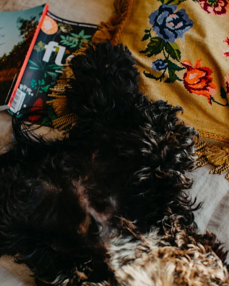 Fluffy black dog relaxing on a bed with floral pillows and magazines at a cozy pet-friendly Airbnb.