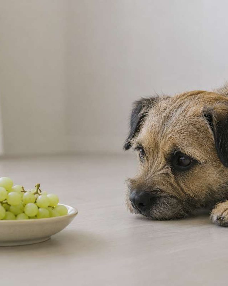 A small scruffy dog lying on the floor looks at a bowl of green grapes.