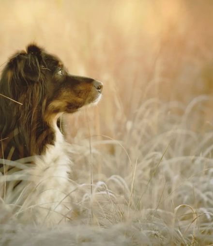 Pet Loss Poems: 15 Verses for Comfort and Goodbye