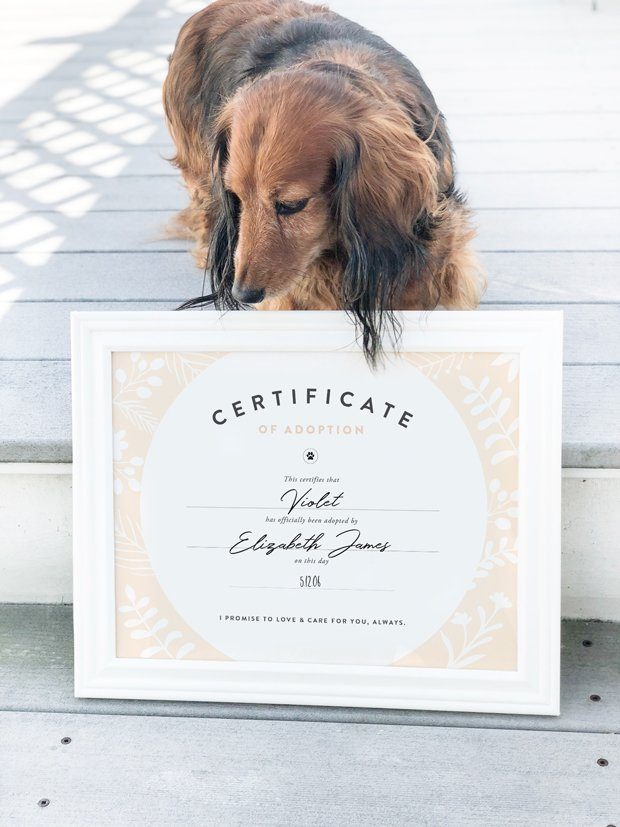 Whether you've just adopted a dog or you've had them for years, this FREE dog adoption certificate printable is for you! Simply download, print and frame.