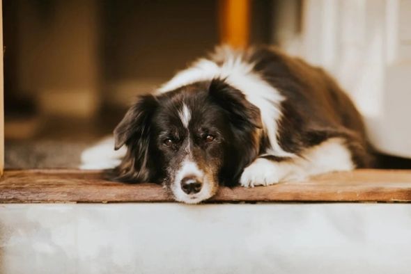 senior border collie laying down