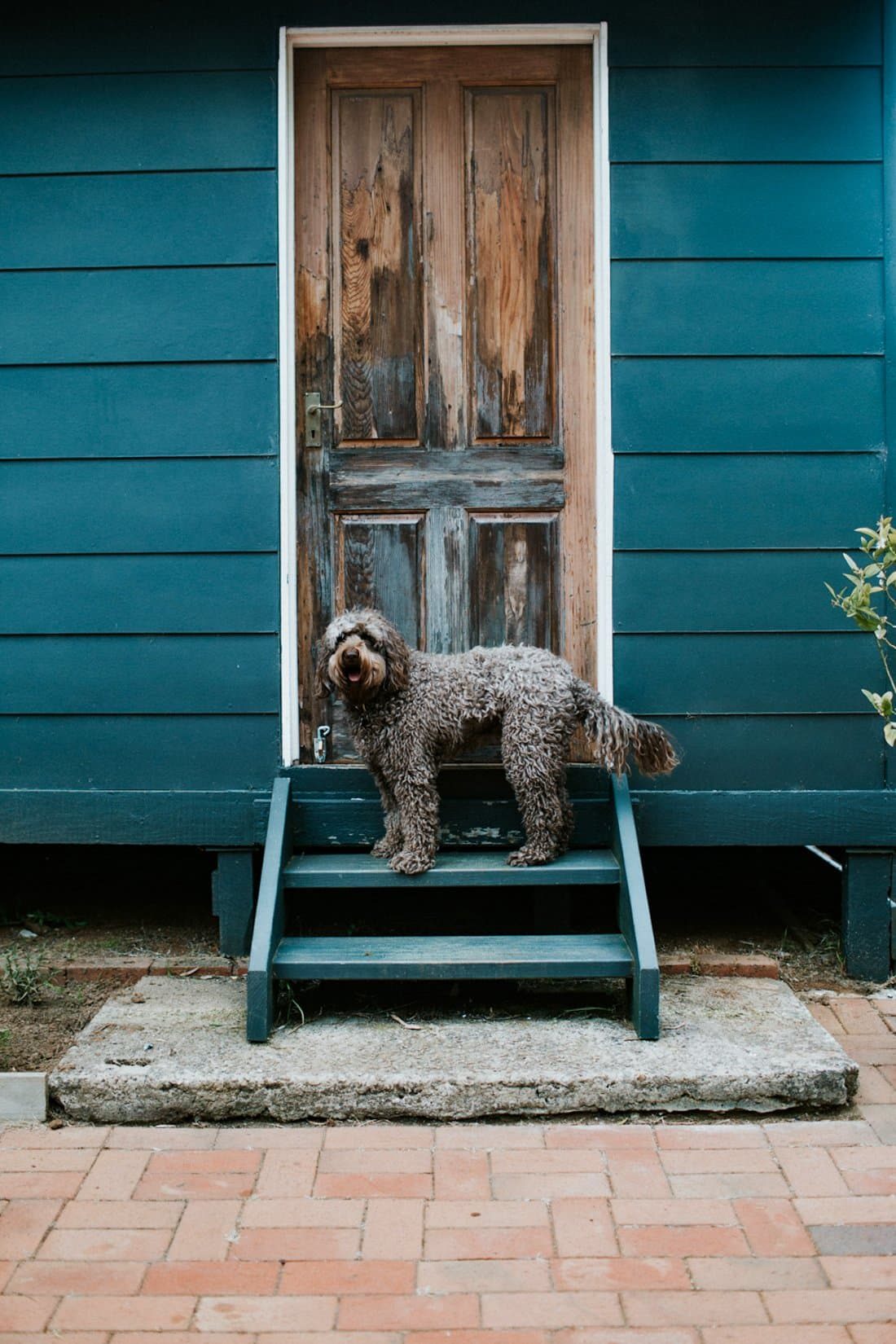 5 Reasons to Do an In-Home Pet Photo Shoot