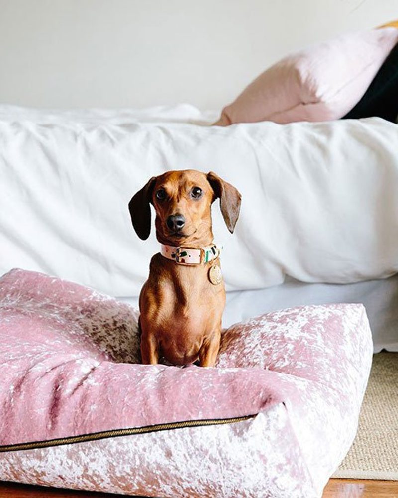 Brown dachshund sitting on a blush pink velvet dog bed, showcasing the latest trending blush dog accessories.