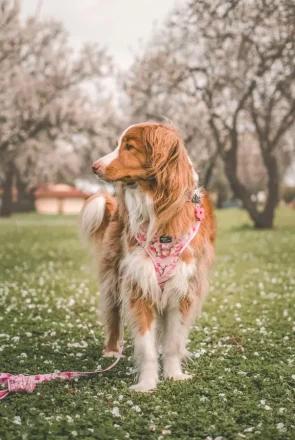 Floral dog harnesses