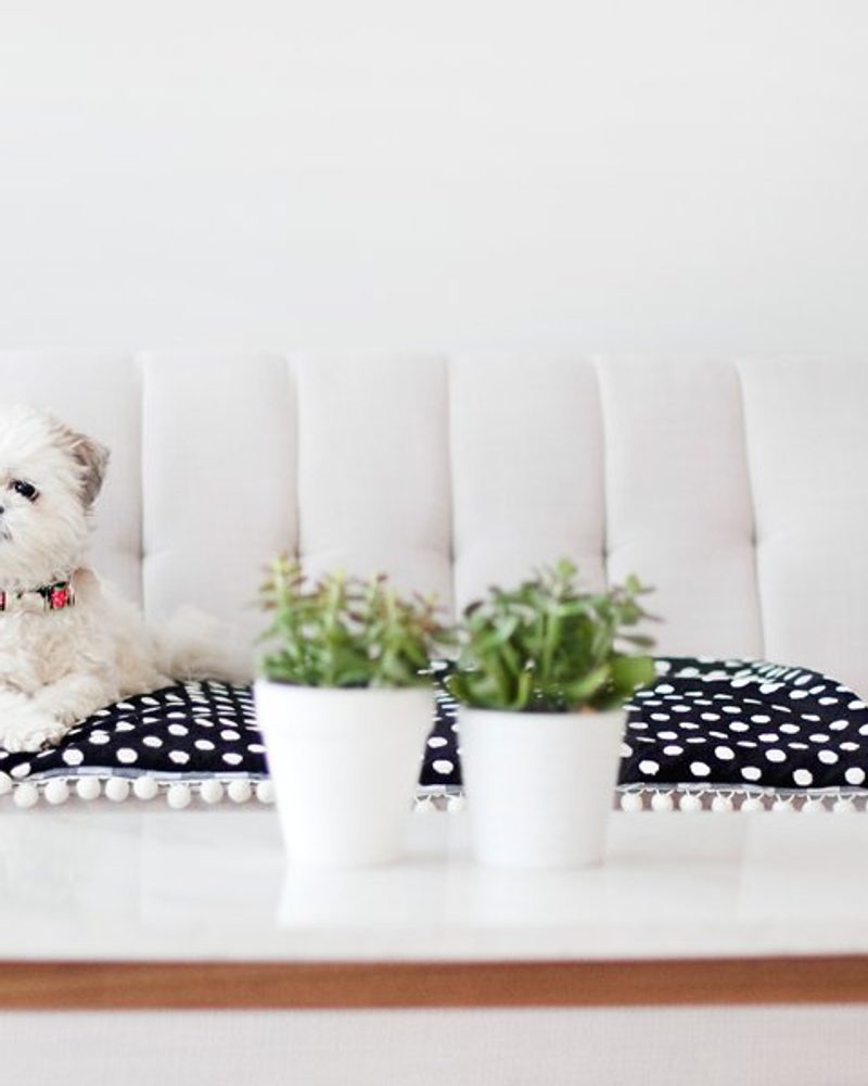 Small fluffy dog on a stylish DIY polka dot dog mat with pom-pom trim on a white sofa.
