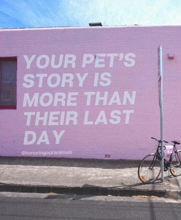 Pink wall with text: 'Your pet's story is more than their last day' to comfort dog parents experiencing pet loss.