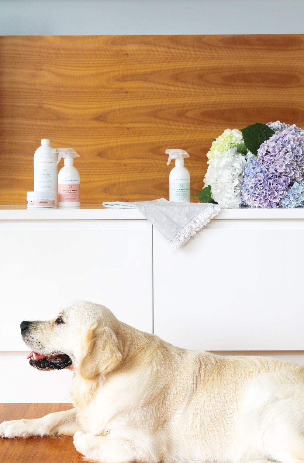 Golden retriever lying near pet-safe cleaning products, demonstrating how to keep a house clean with dogs.