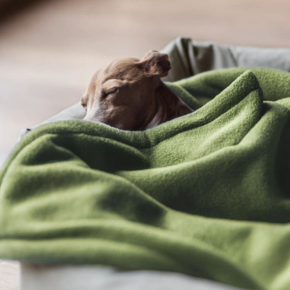 A small brown dog sleeping soundly tucked under a soft green blanket.