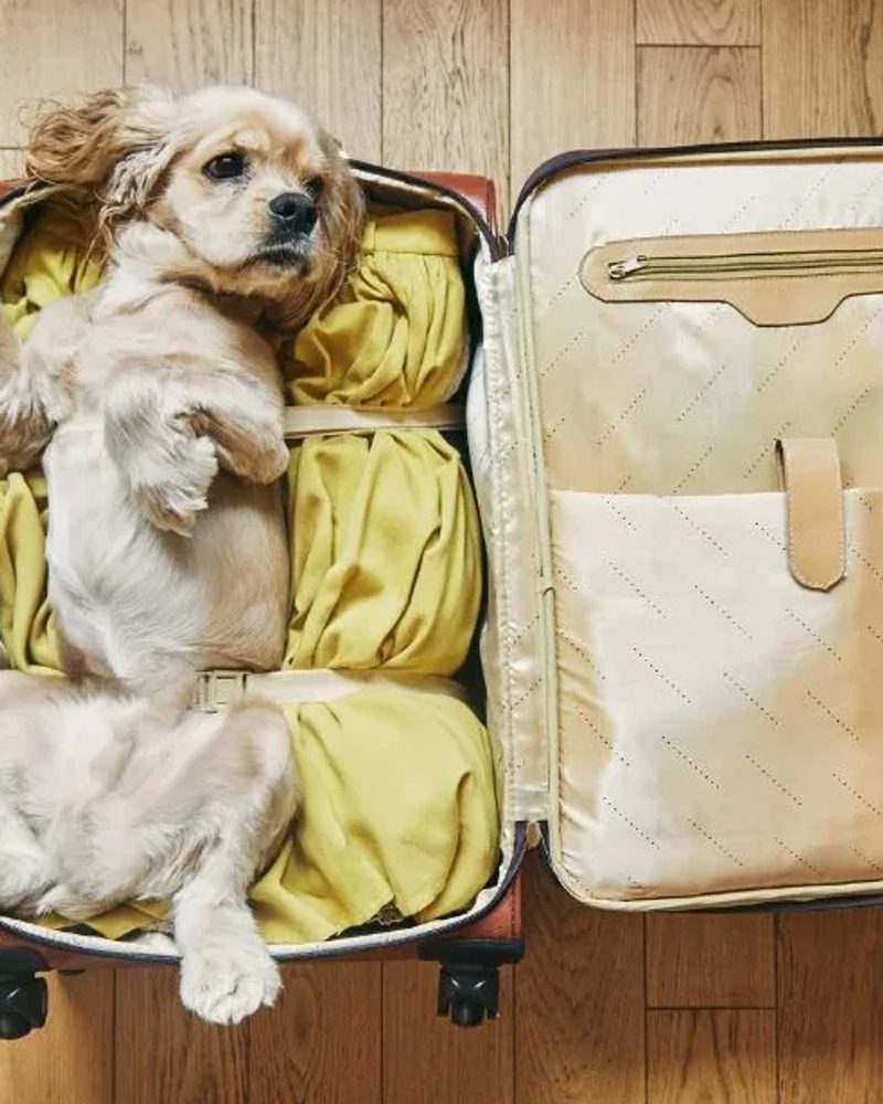 Cocker spaniel dog lying in an open suitcase packed with clothes, preparing for flying with a psychiatric service dog.