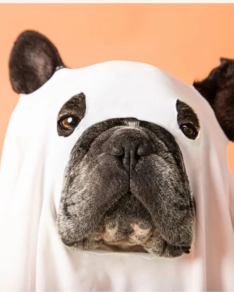 5 Tips to Have a Safer Halloween With Your Pet