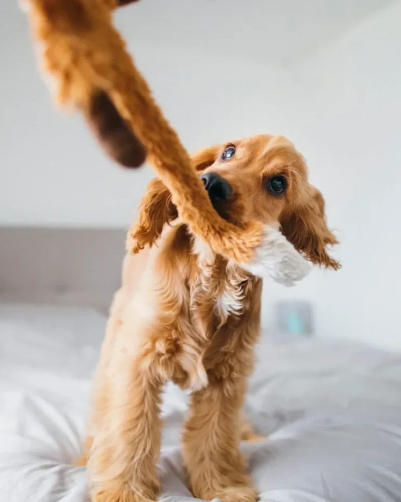 Not All Dog Toys are Equal_ How to Choose Quality Dog Toy Brands2