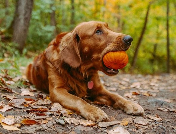 Golden retriever holding a small pumpkin in its mouth while lying on a leafy forest path.