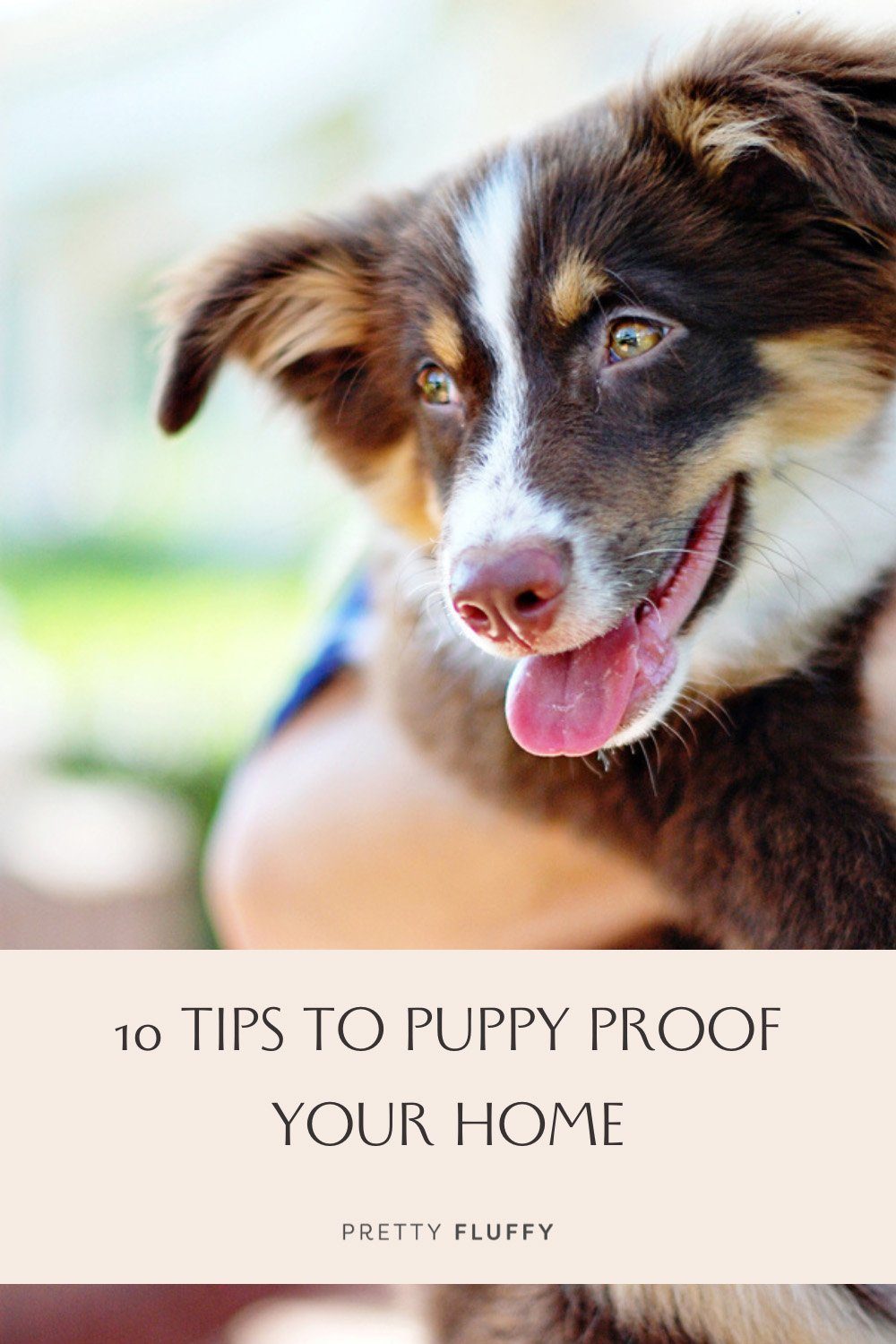 10-Tips-to-Puppy-Proof-Your-Home
