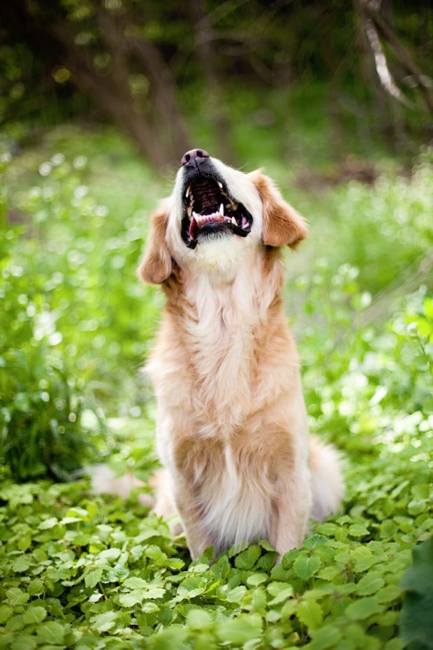 The amazing story of Smiley the Golden Retriever: how a blind dog born in a puppy mill became a therapy dog bringing joy to people all over the world.