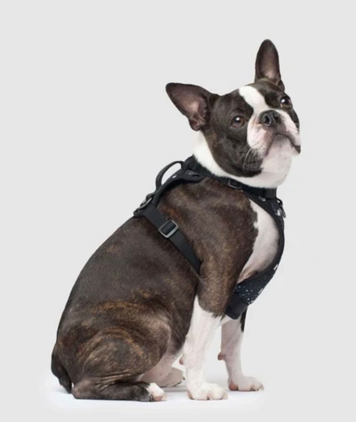 A brindle Boston Terrier wearing a black dog harness sits against a light grey background.
