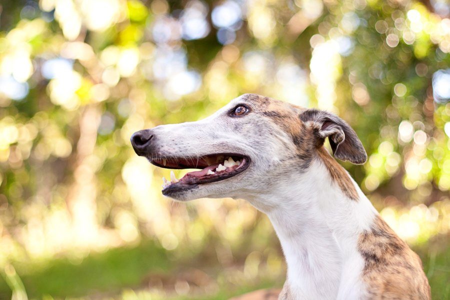 Rescue Greyhounds by Charlotte Reeves Photography | Pretty Fluffy
