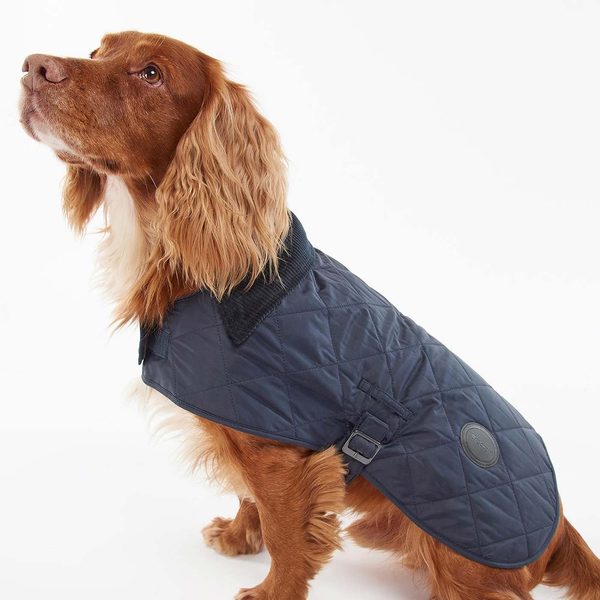 Brown spaniel wearing a navy blue quilted dog coat for winter with a corduroy collar.