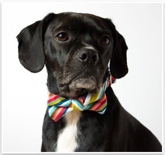 Black dog wearing a colorful striped spring bow tie, a stylish new accessory for your four-legged mate.