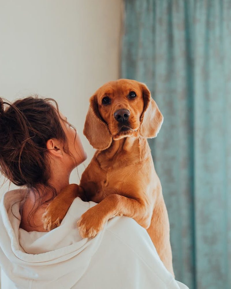 Golden cocker spaniel mix dog looking over its owner's shoulder, showcasing a loving pet lifestyle.