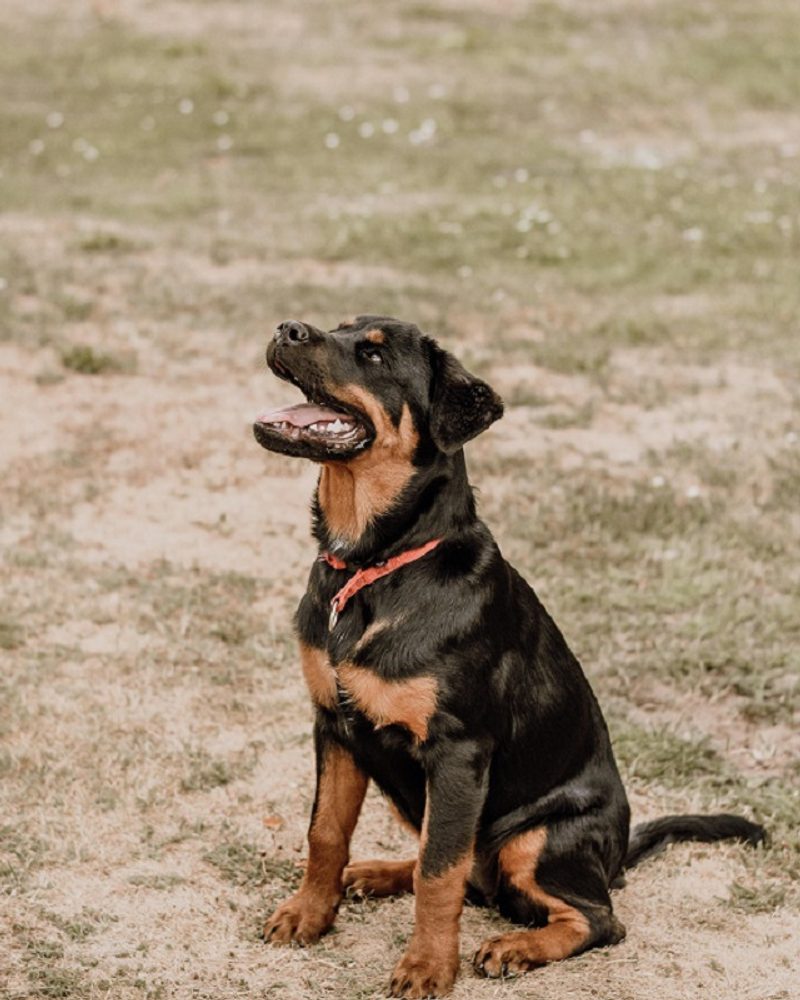 Rottweiler - smart dog breed