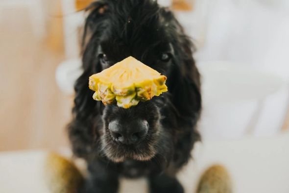 A black dog balances a slice of fresh pineapple on its nose.