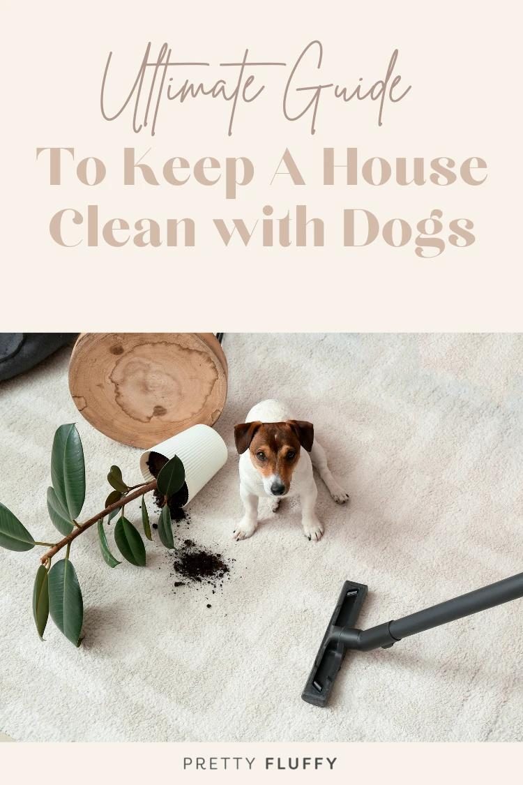 Your Ultimate Guide for Cleaning with Pets