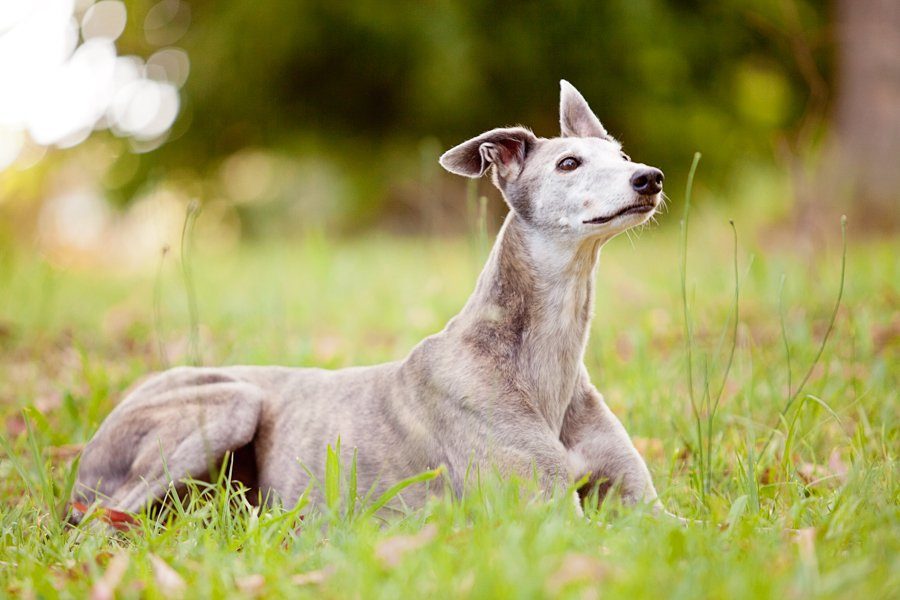 Rescue Greyhounds by Charlotte Reeves Photography | Pretty Fluffy