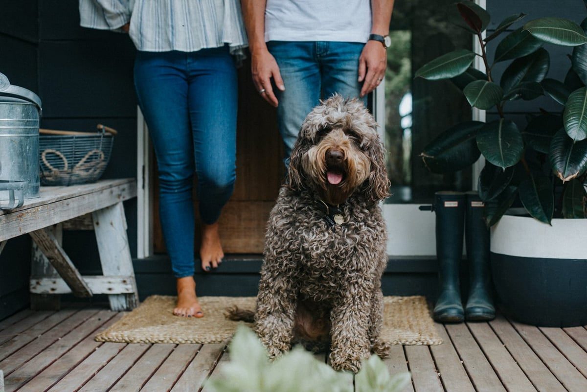 5 Reasons to Do an In-Home Pet Photo Shoot