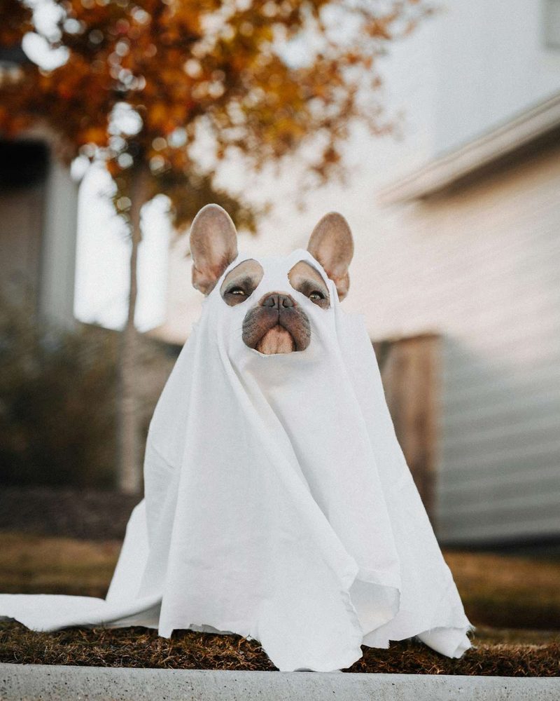 A French Bulldog dressed in a white sheet ghost costume outdoors.